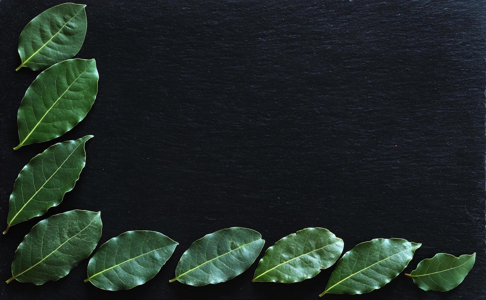 Laurel leaves on slate background photo