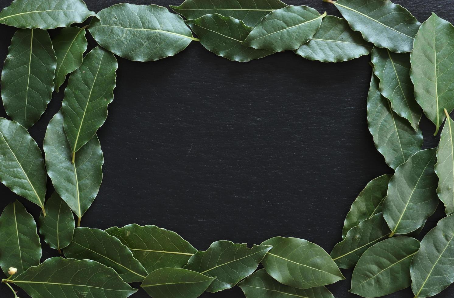 Laurel leaves on slate background photo