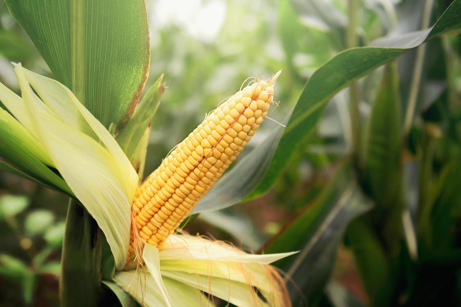 Fresh corn on stalk in the morning light photo