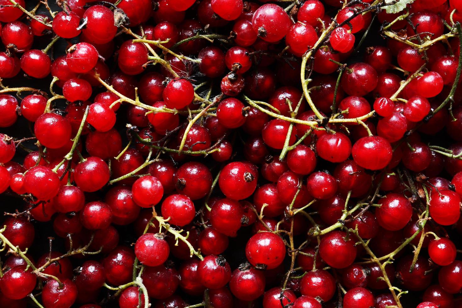 Handful of red currants photo