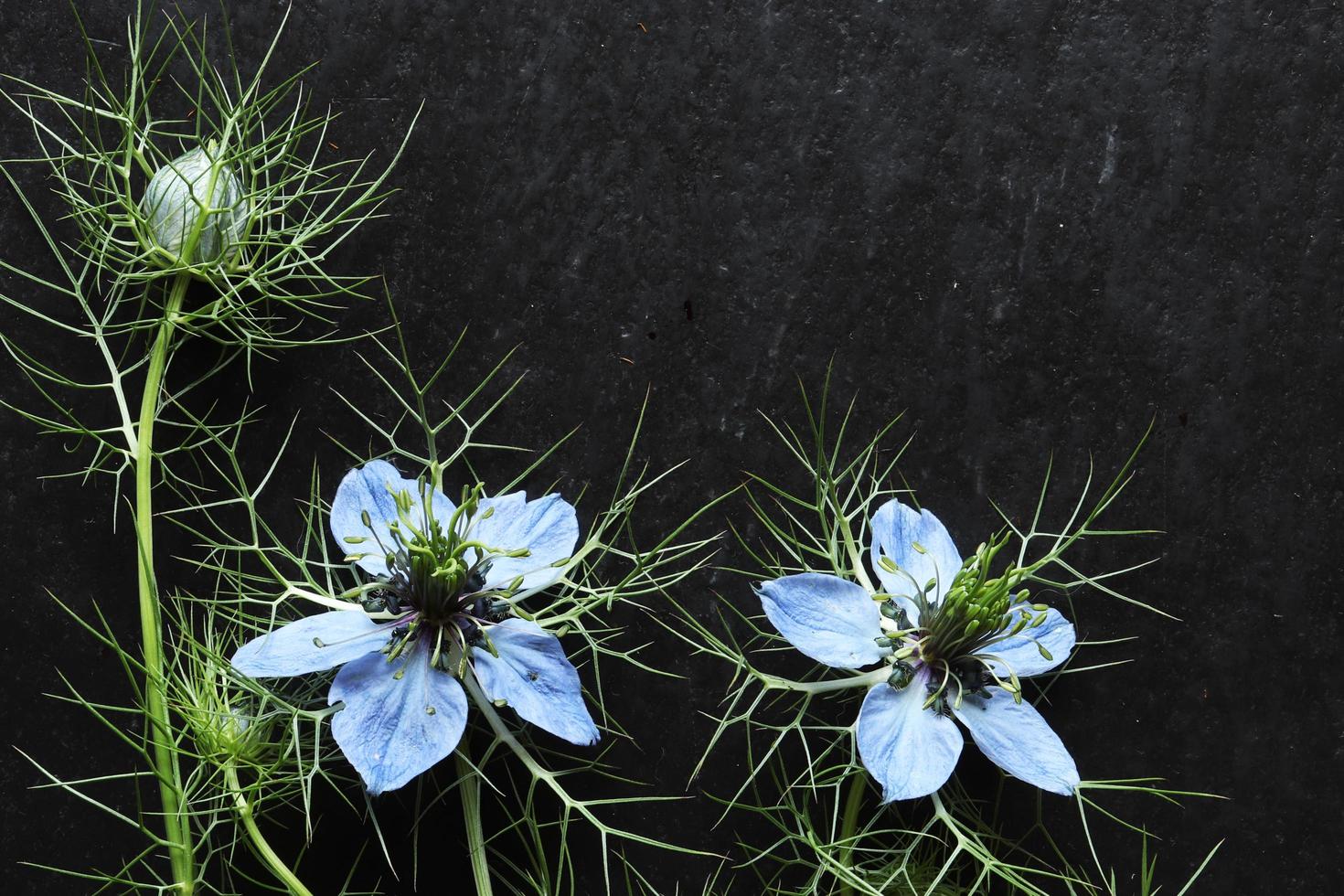 Nigella flowers and buds on slate photo