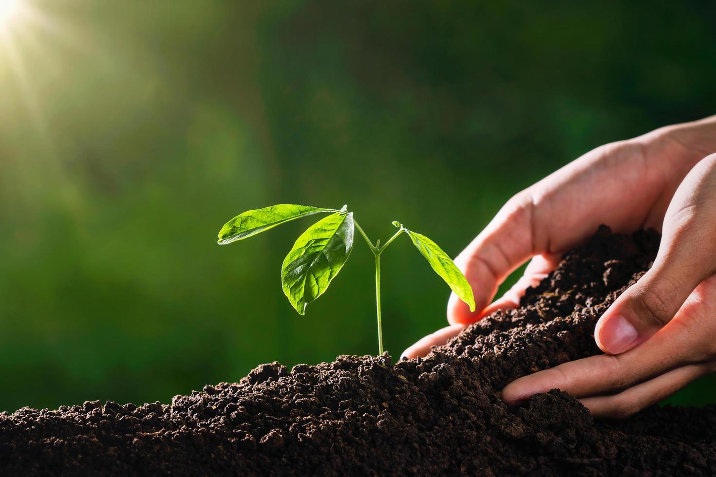 Plant growing with hand and sunshine in garden photo