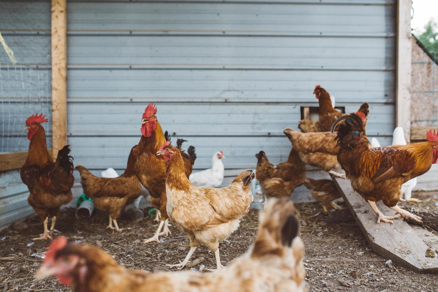 bandada de gallinas cerca del cobertizo de la granja foto