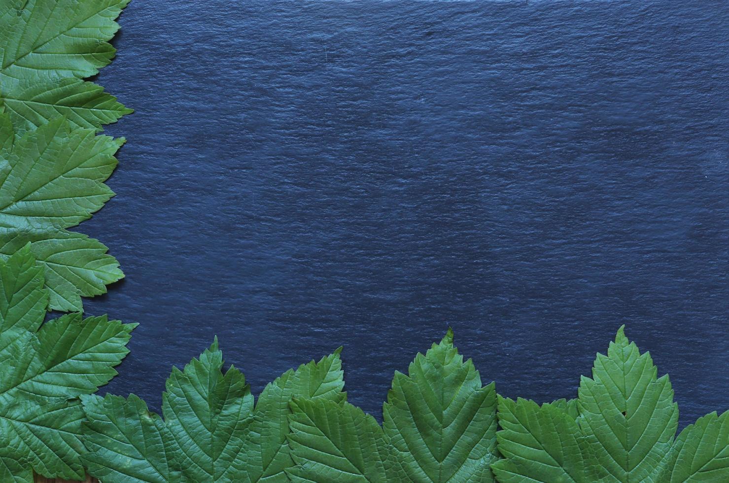 Maple leaves on slate background photo