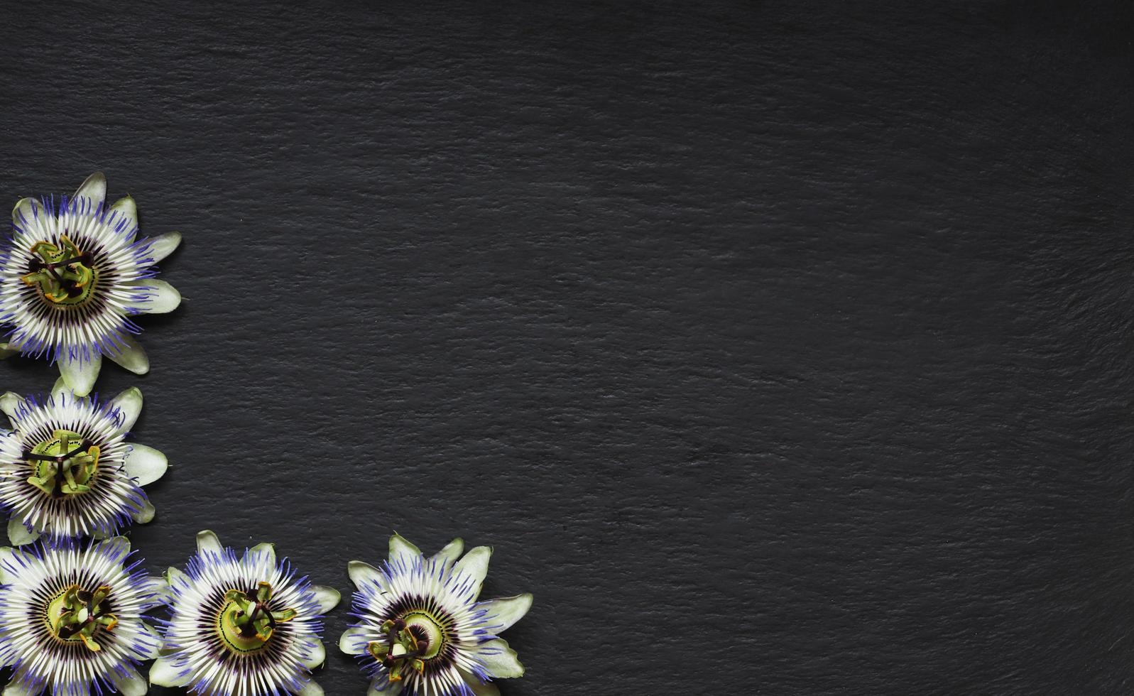 Blue passionflower border on slate background photo