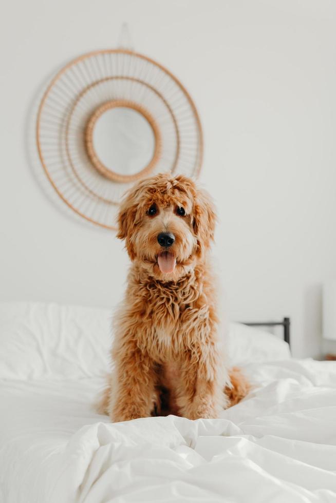 Golden doodle dog sitting on a bed photo