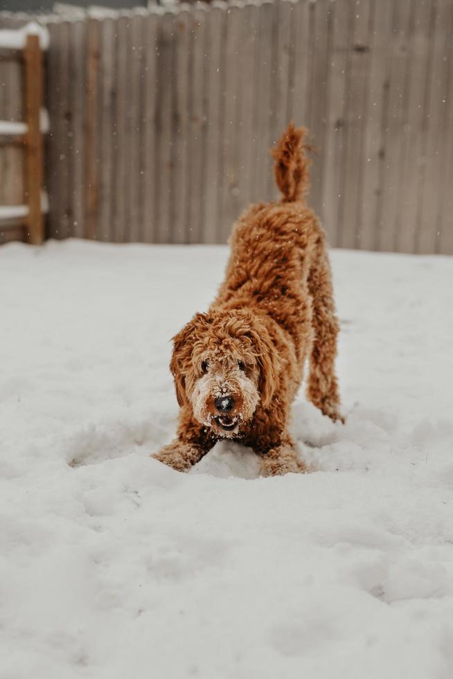 Golden doodle dog playing in snow near fence photo