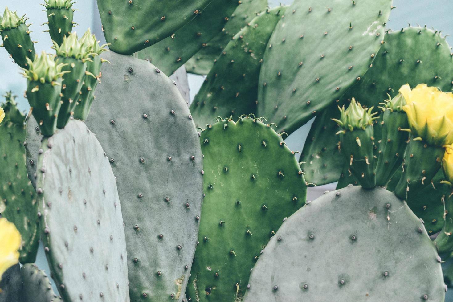 planta de cactus verde durante el día foto