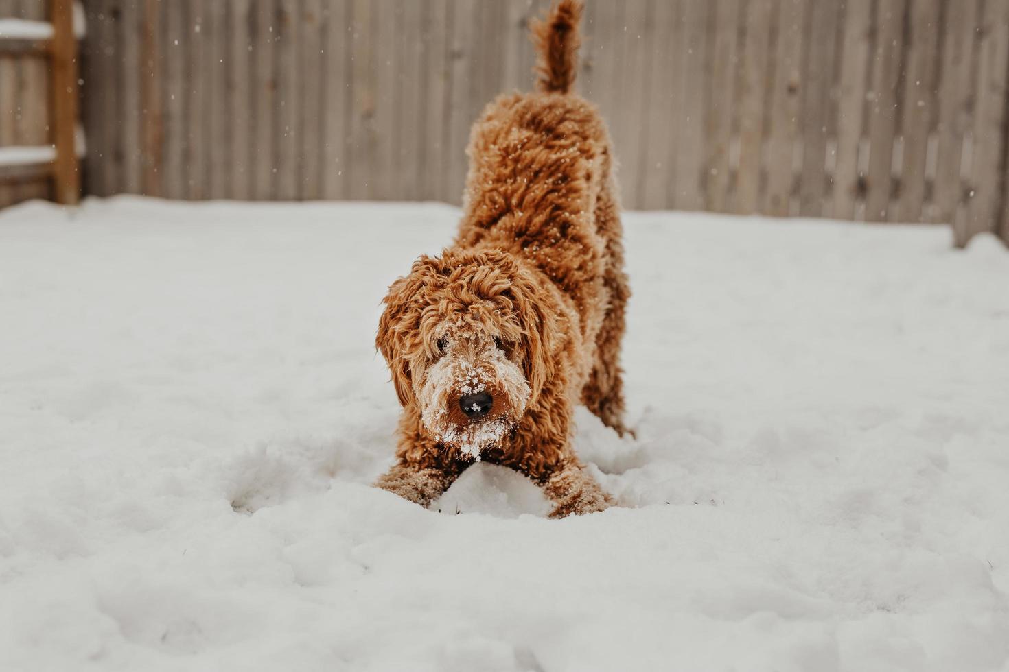 A Golden doodle dog playing in the snow photo