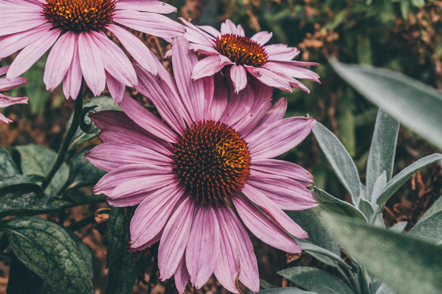 Purple flower in tilt shift lens photo