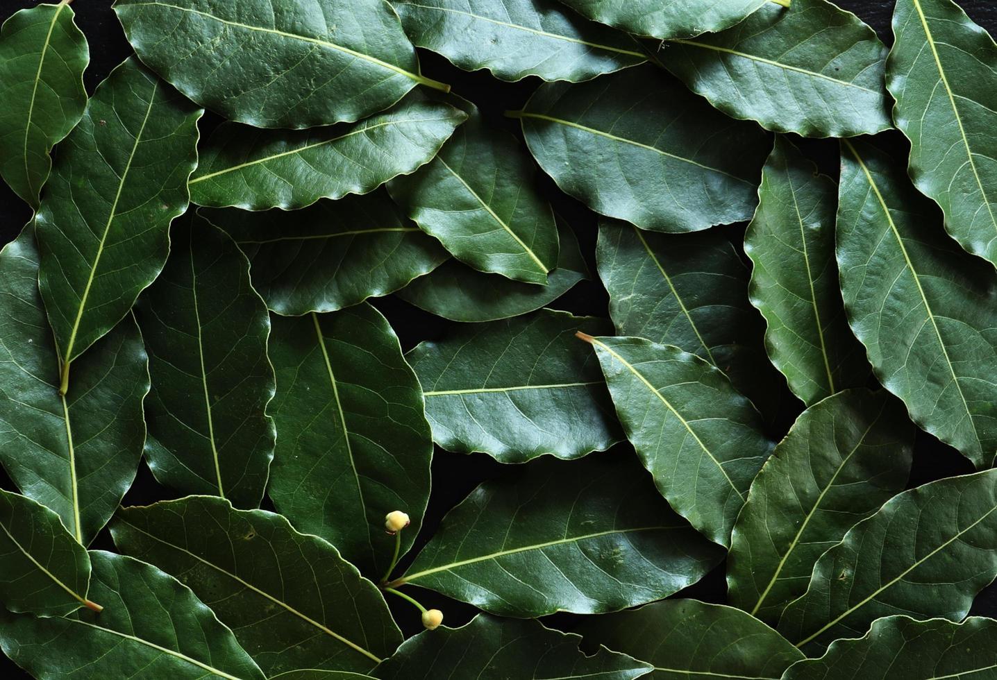 Photography of laurel leaves for food background photo