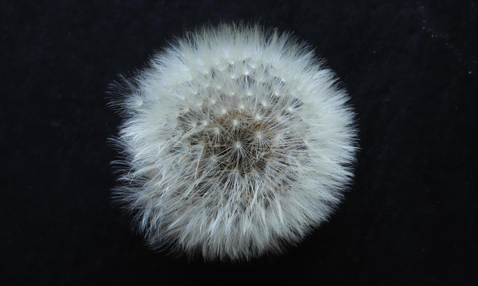 A dandelion flower photo