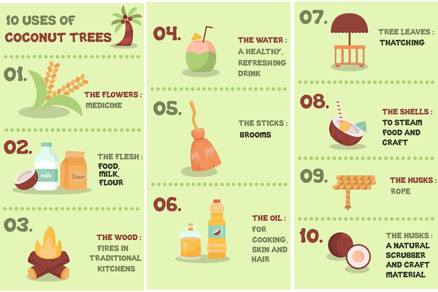 Coconut Tree Uses Infographic vector