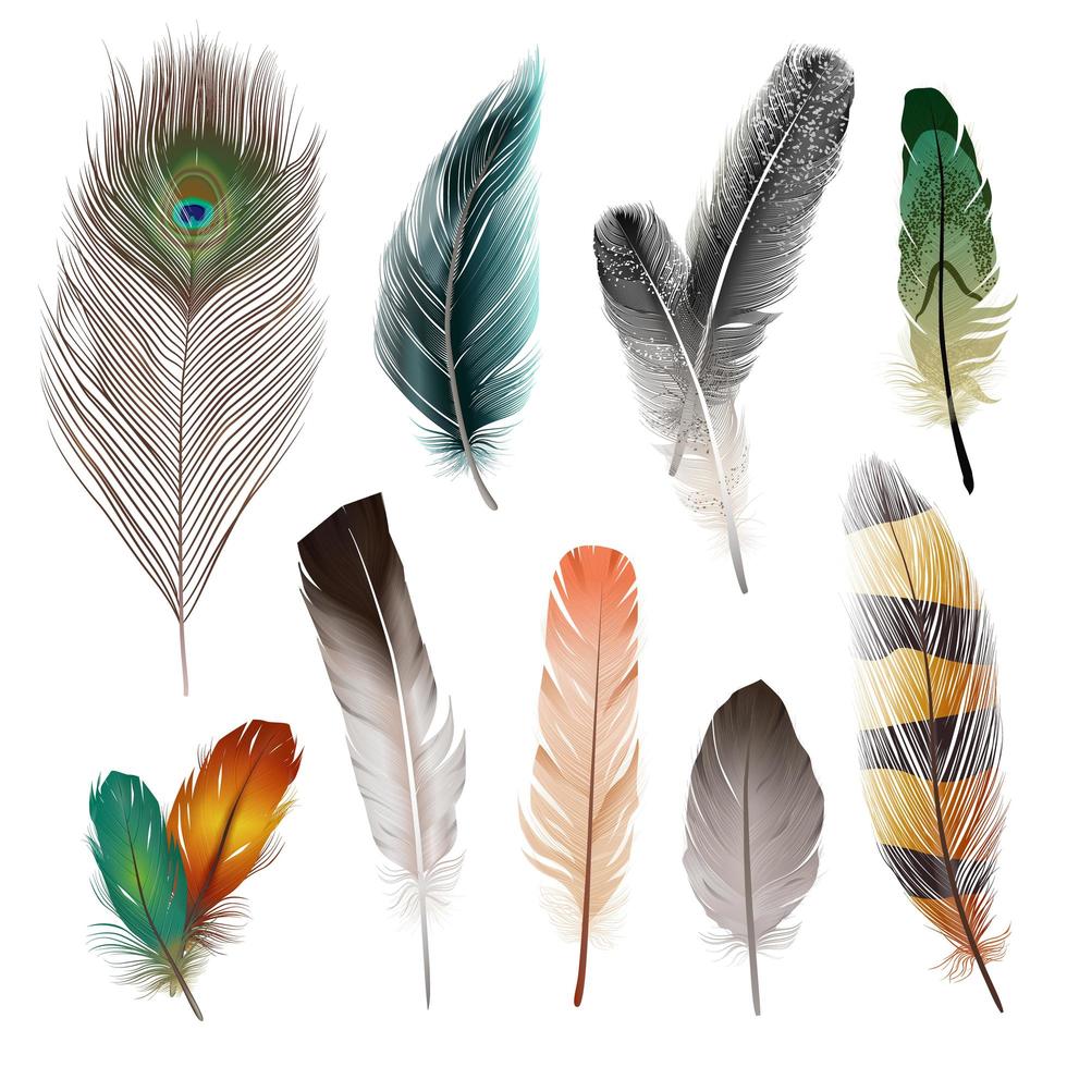 Realistic feather set vector