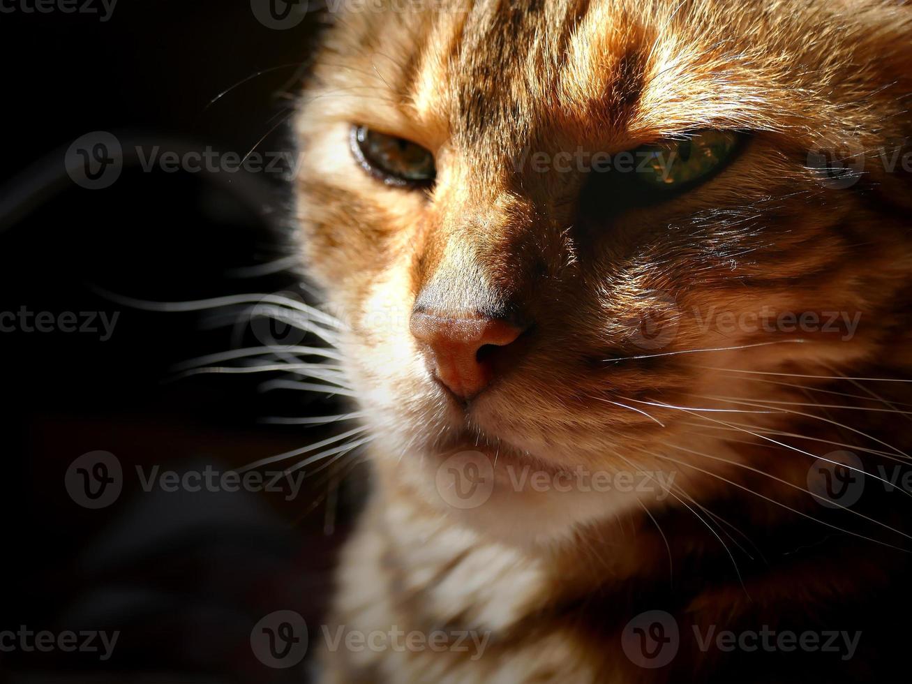 Bengal Cat Grumpy Bengal Cat Head Stock Photo At Vecteezy