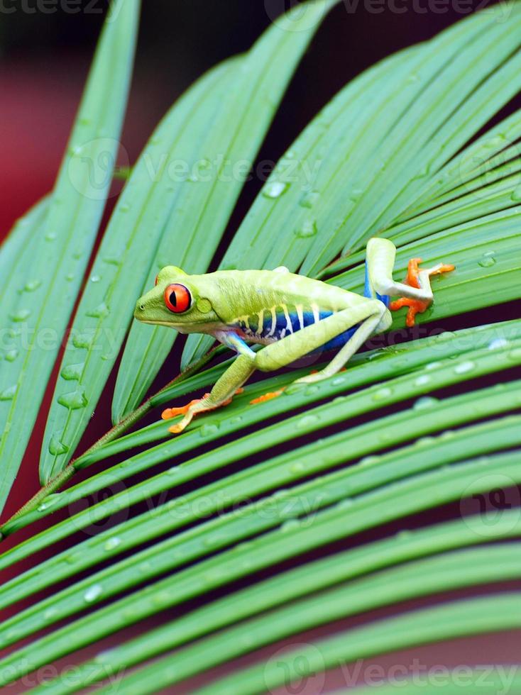 Red-eyed Tree Frog, Costa Rica photo