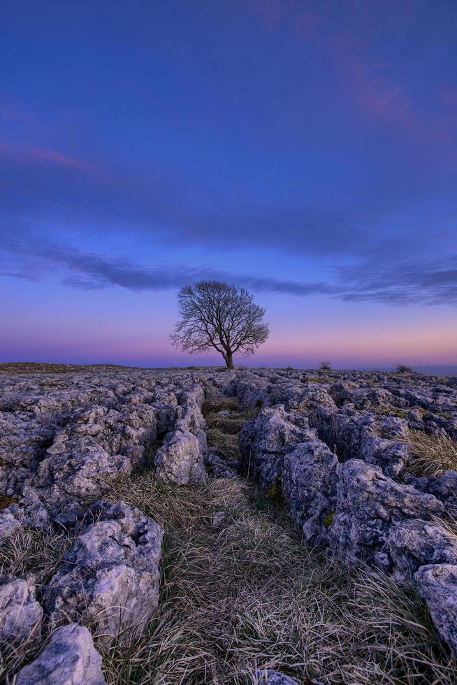 Sole tree during sunset photo