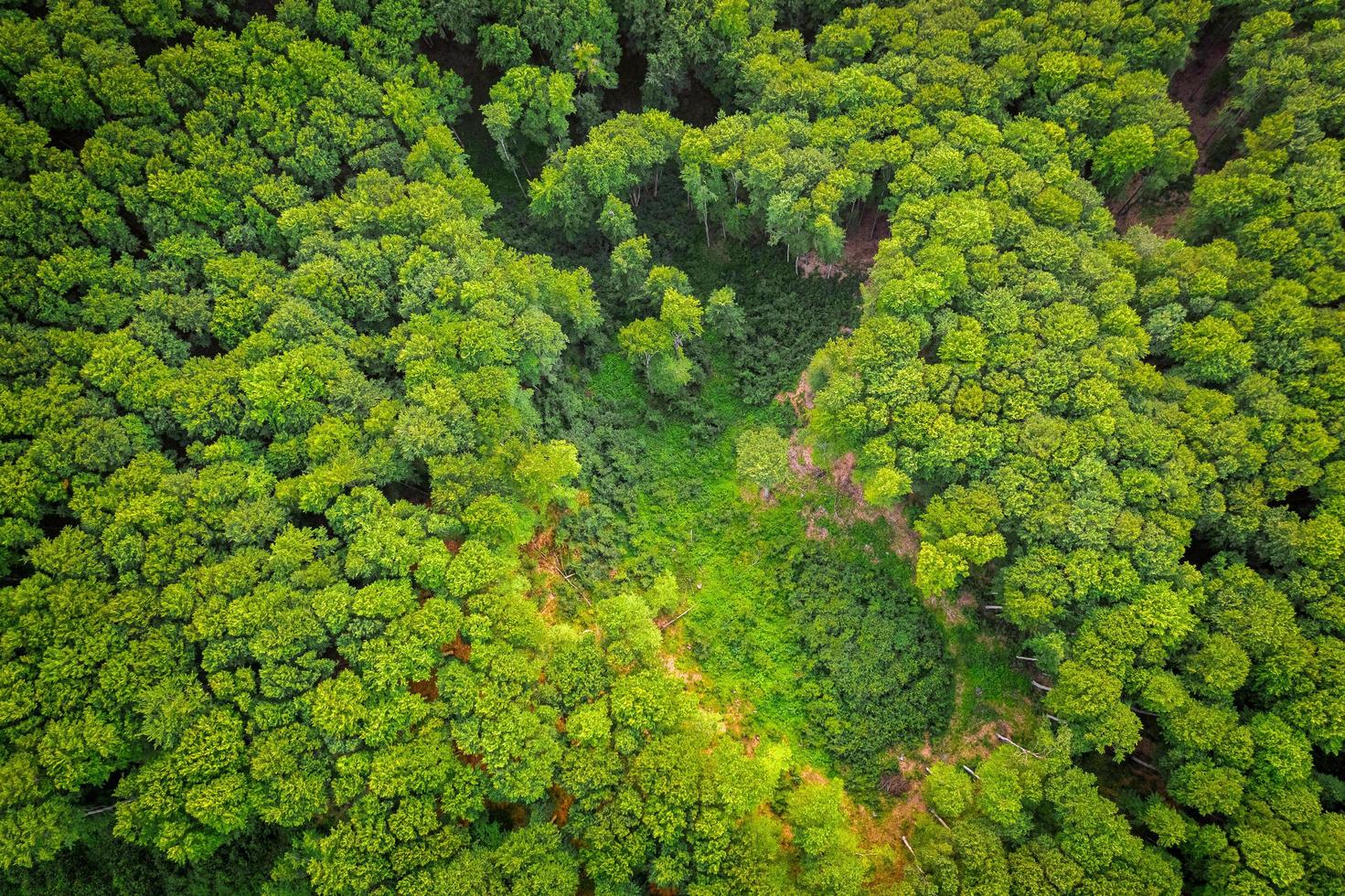 vista aérea de un bosque verde foto