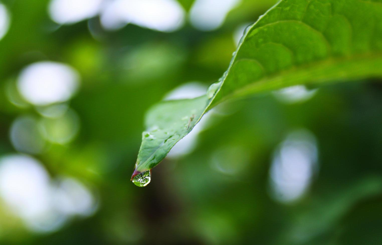 Raindrop on green leaf photo