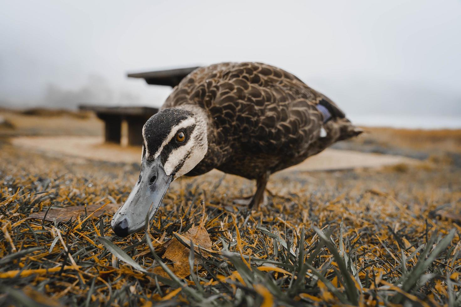 Duck on the grass photo