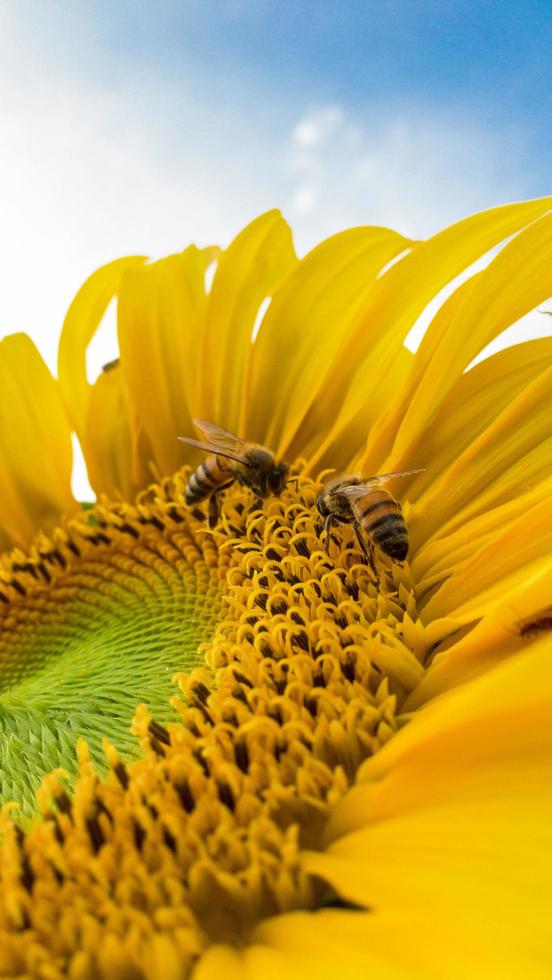 abejas en un girasol foto