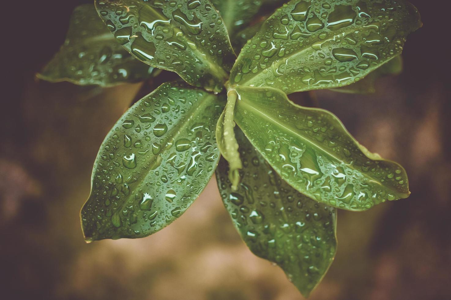 gotas en una planta foto