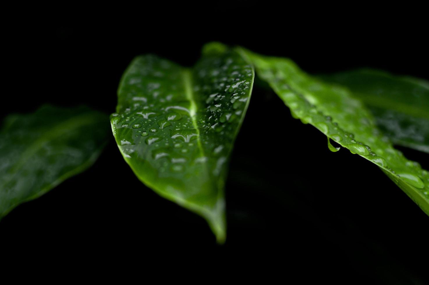 rocío sobre hojas verdes foto