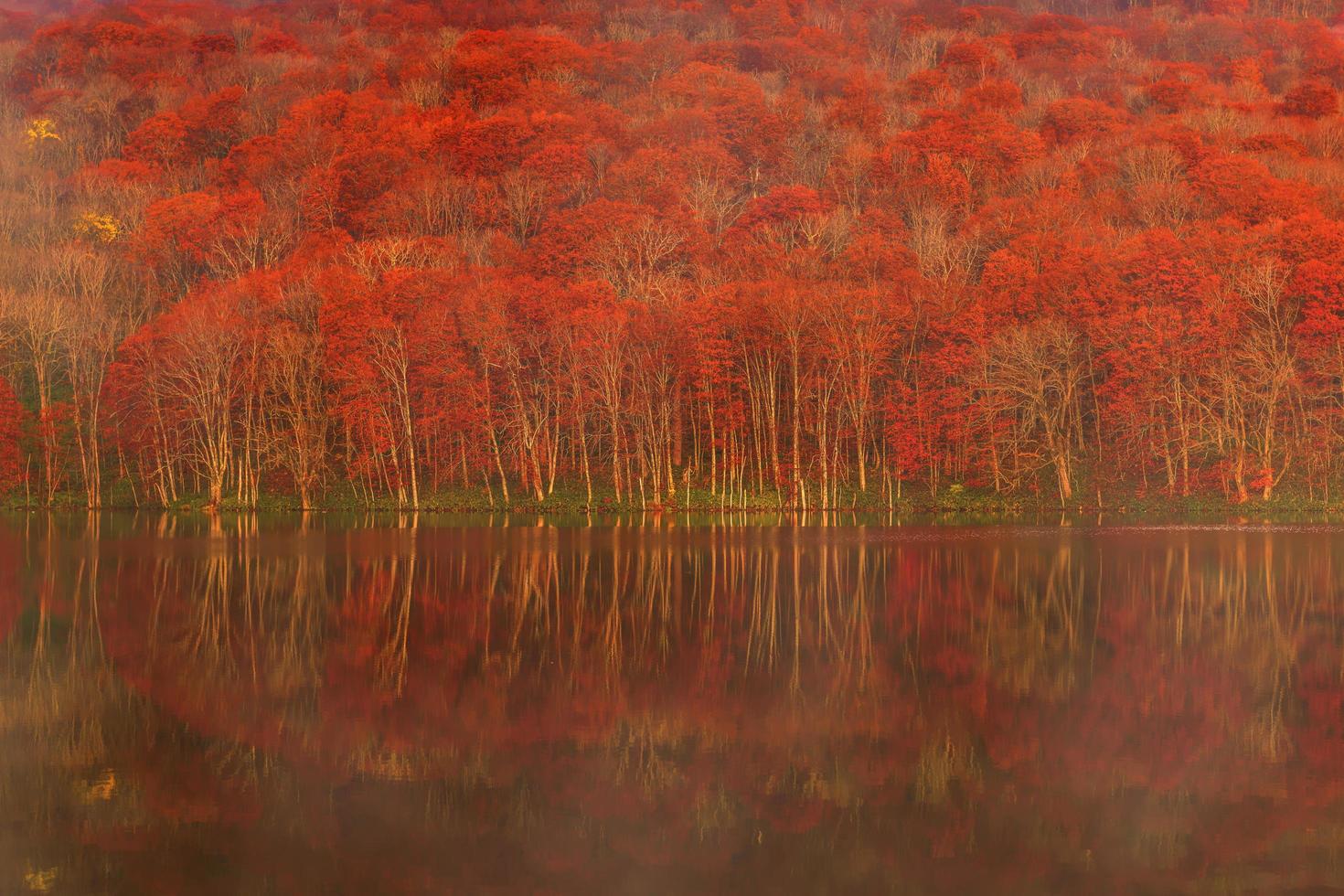 Red and green trees beside body of water photo