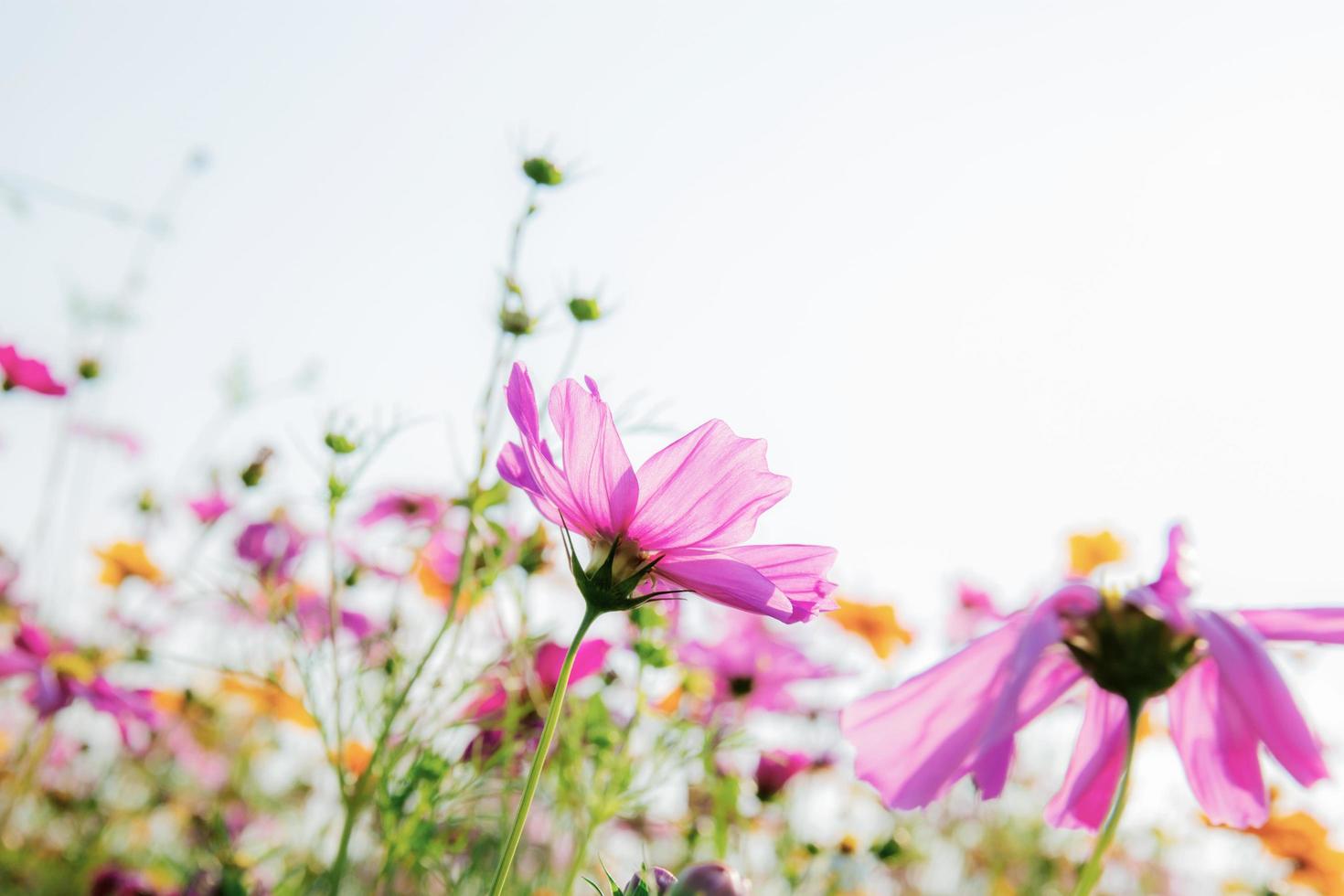 Cosmos flower on white background photo