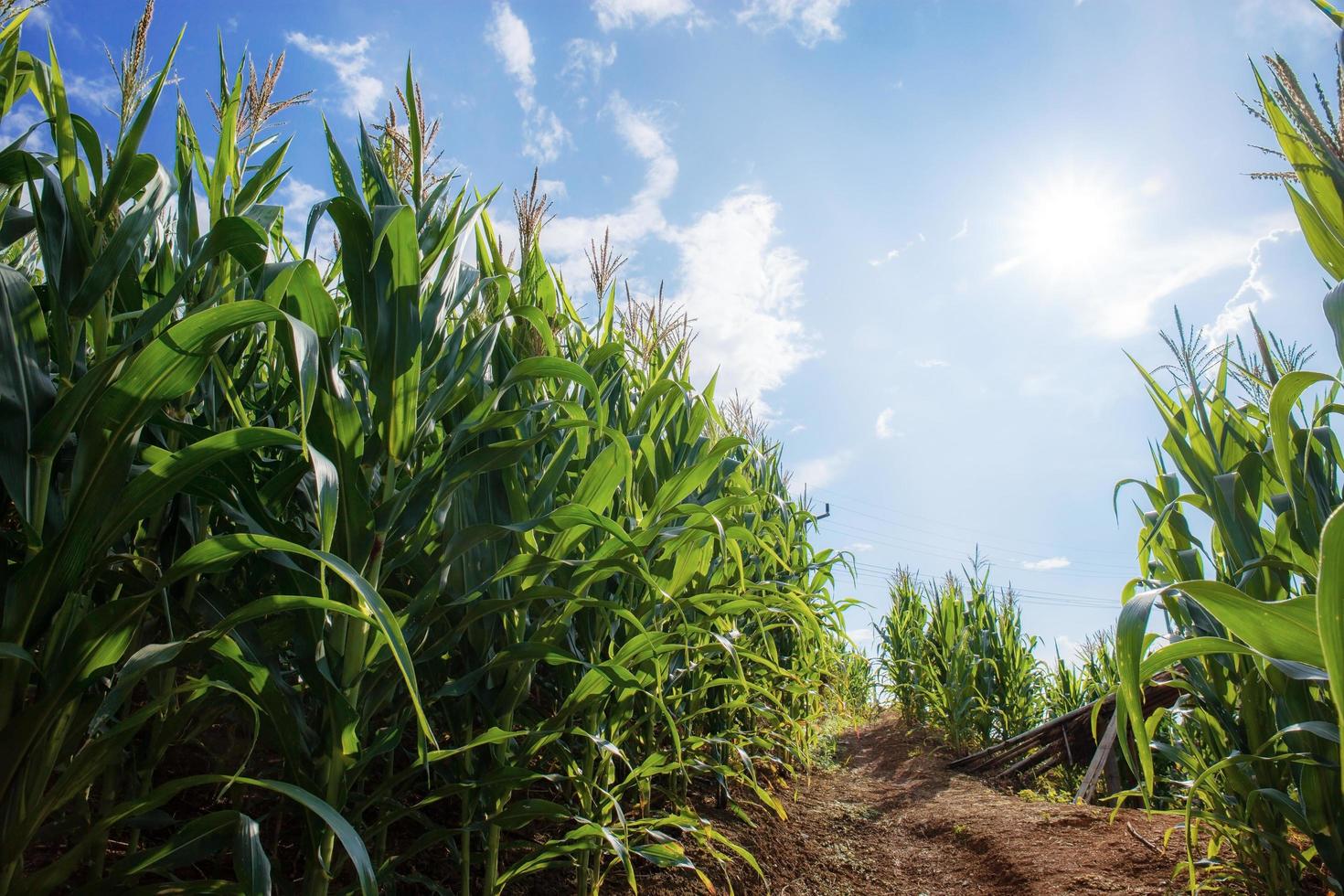 Plantation of corn at morning sunlight photo