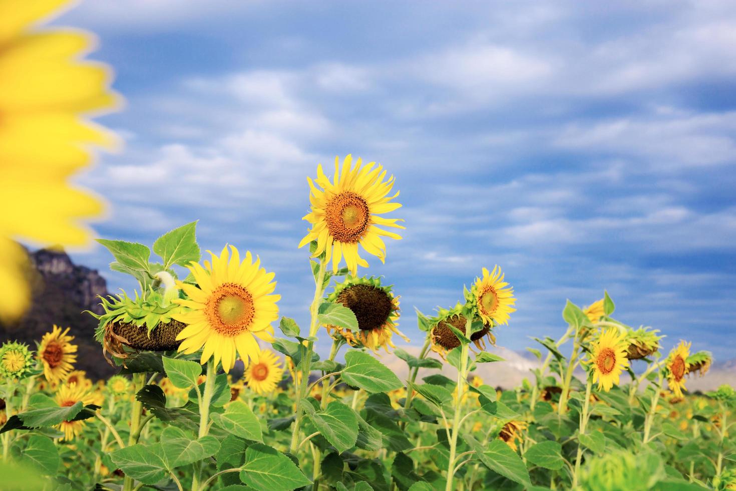 girasoles con cielo azul foto