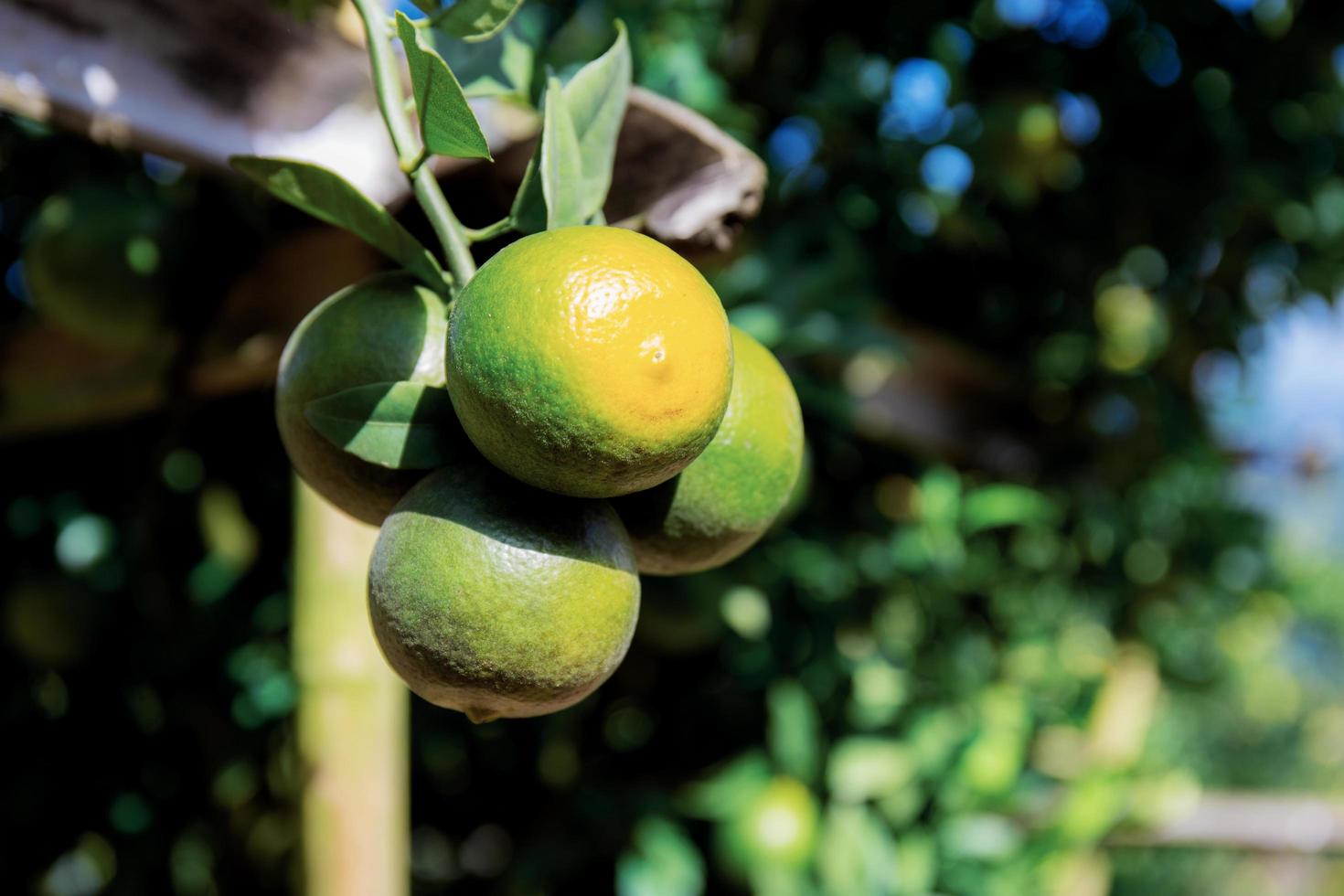 naranja en el árbol foto