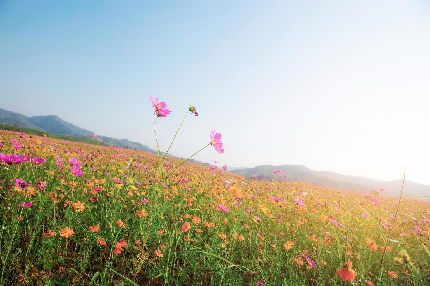 Cosmos flowers in sunlight photo