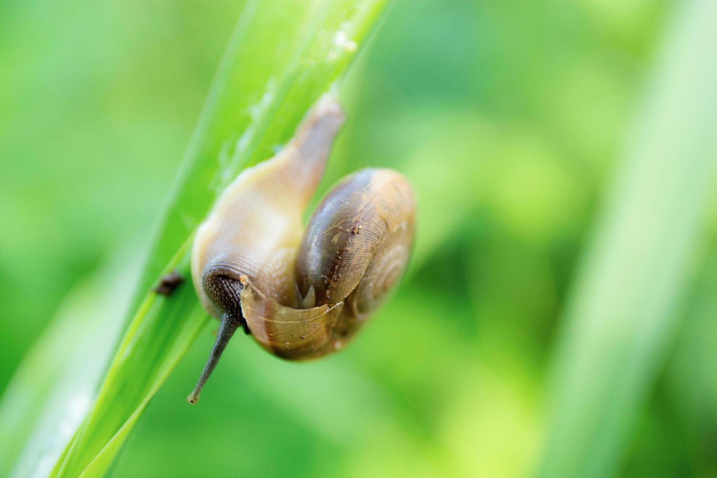 Snail on leaf in field. photo