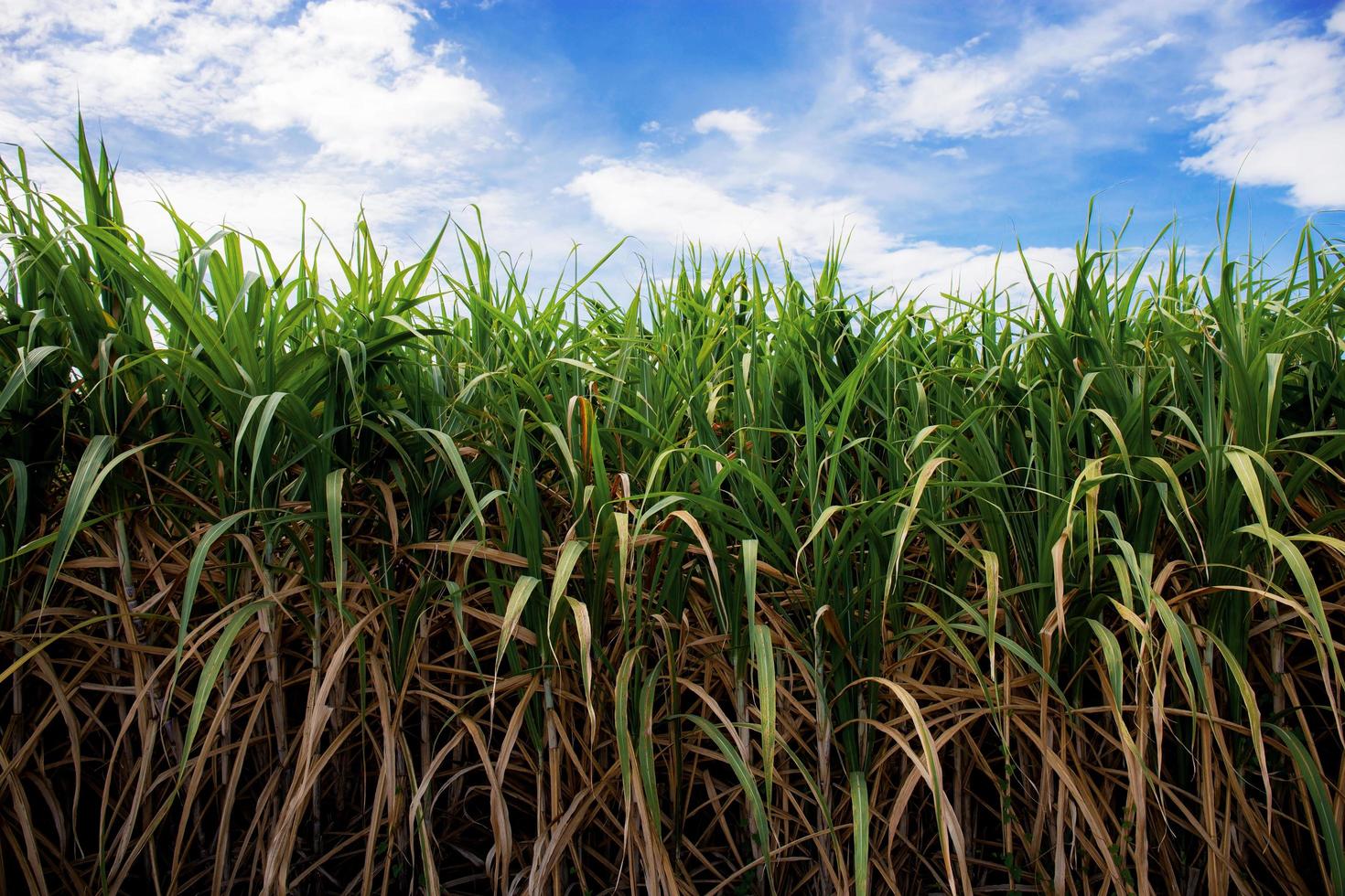 Sugarcane field in summer photo