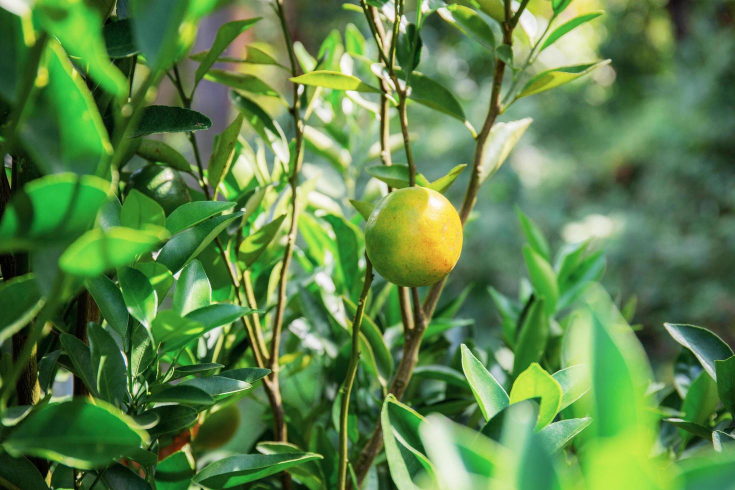 naranja en un árbol foto