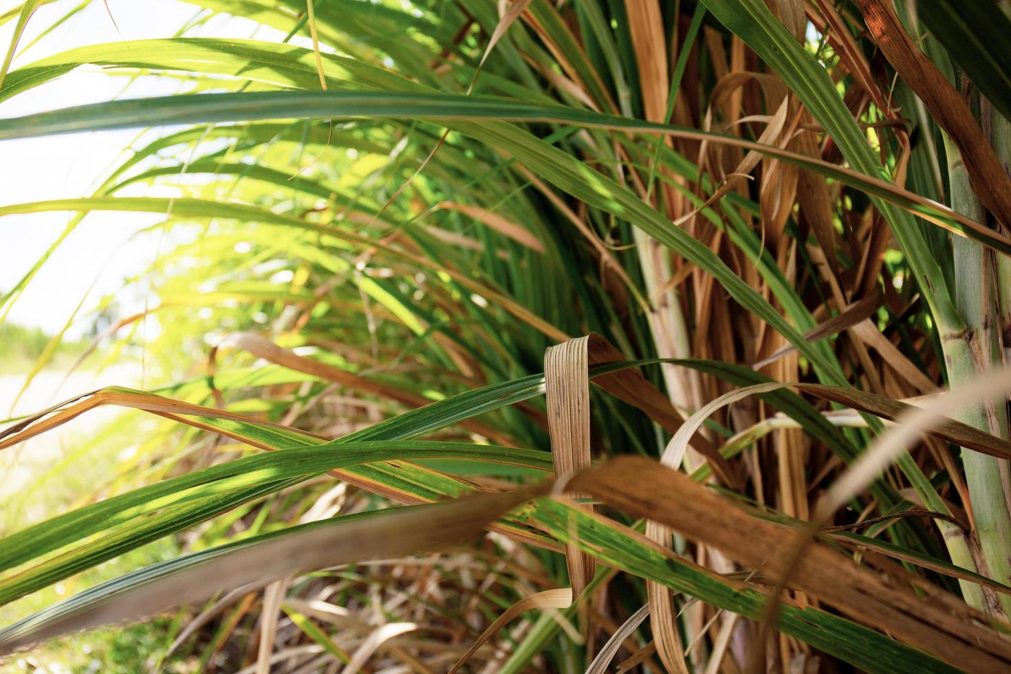 Sugarcane leaves with bright background photo