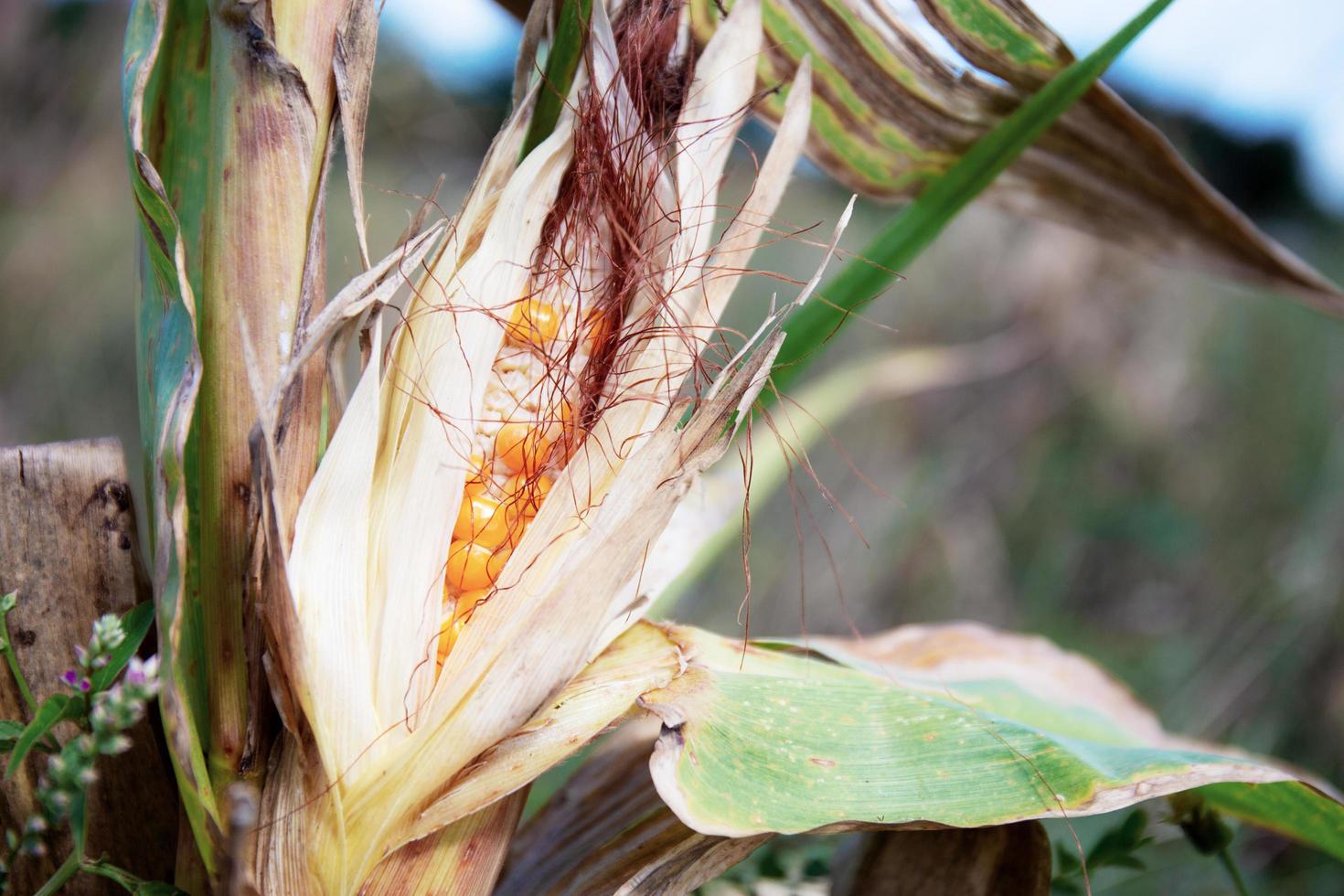 Dry corn pods photo