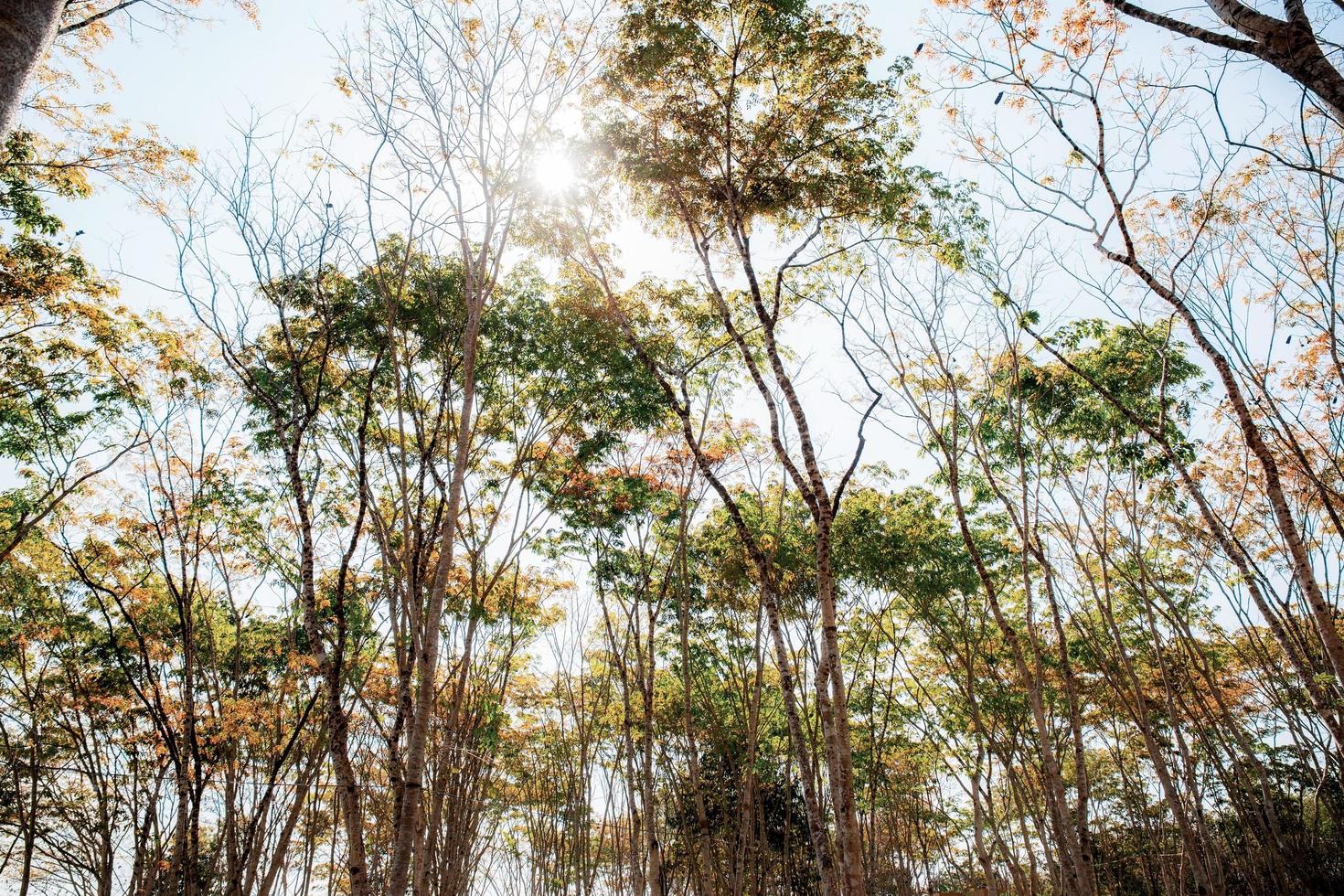 árboles en el verano foto