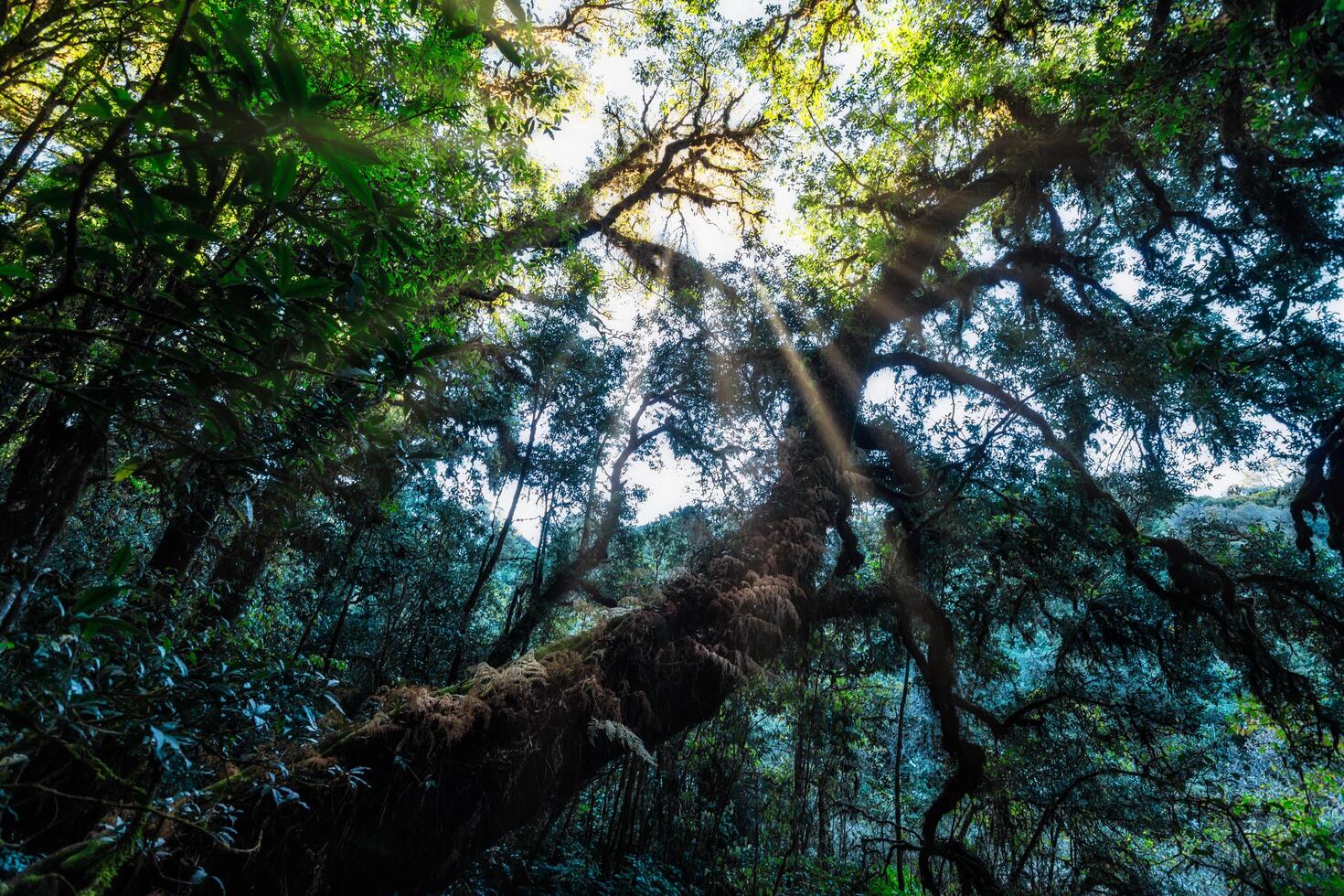 Trees in the forest photo