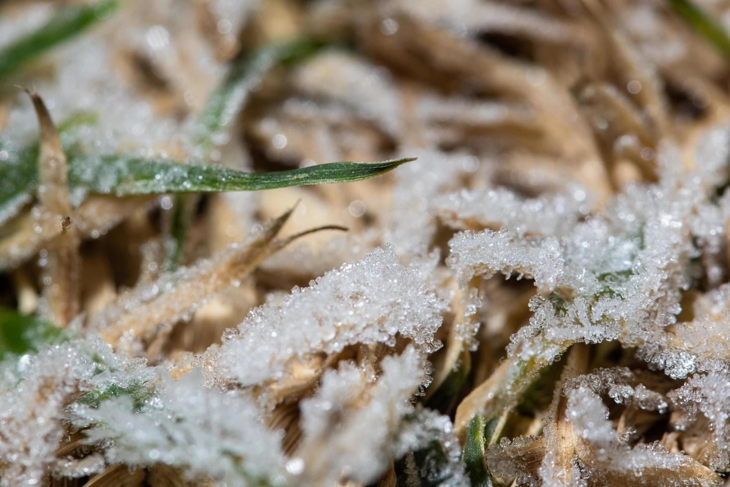 hielo en la hierba foto