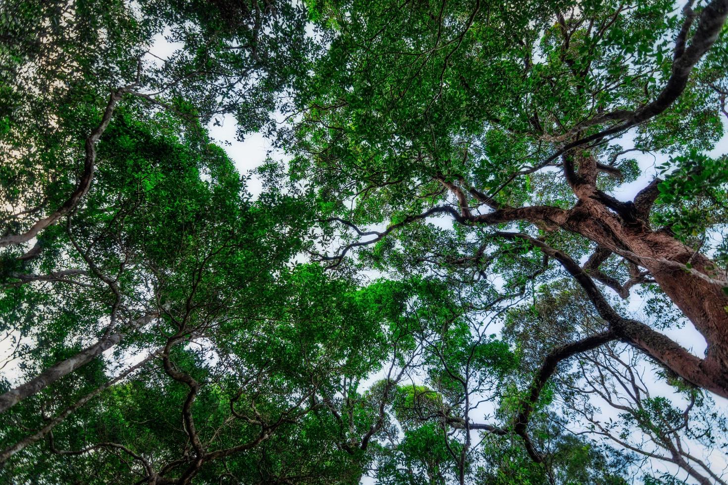 árboles en el bosque tropical foto