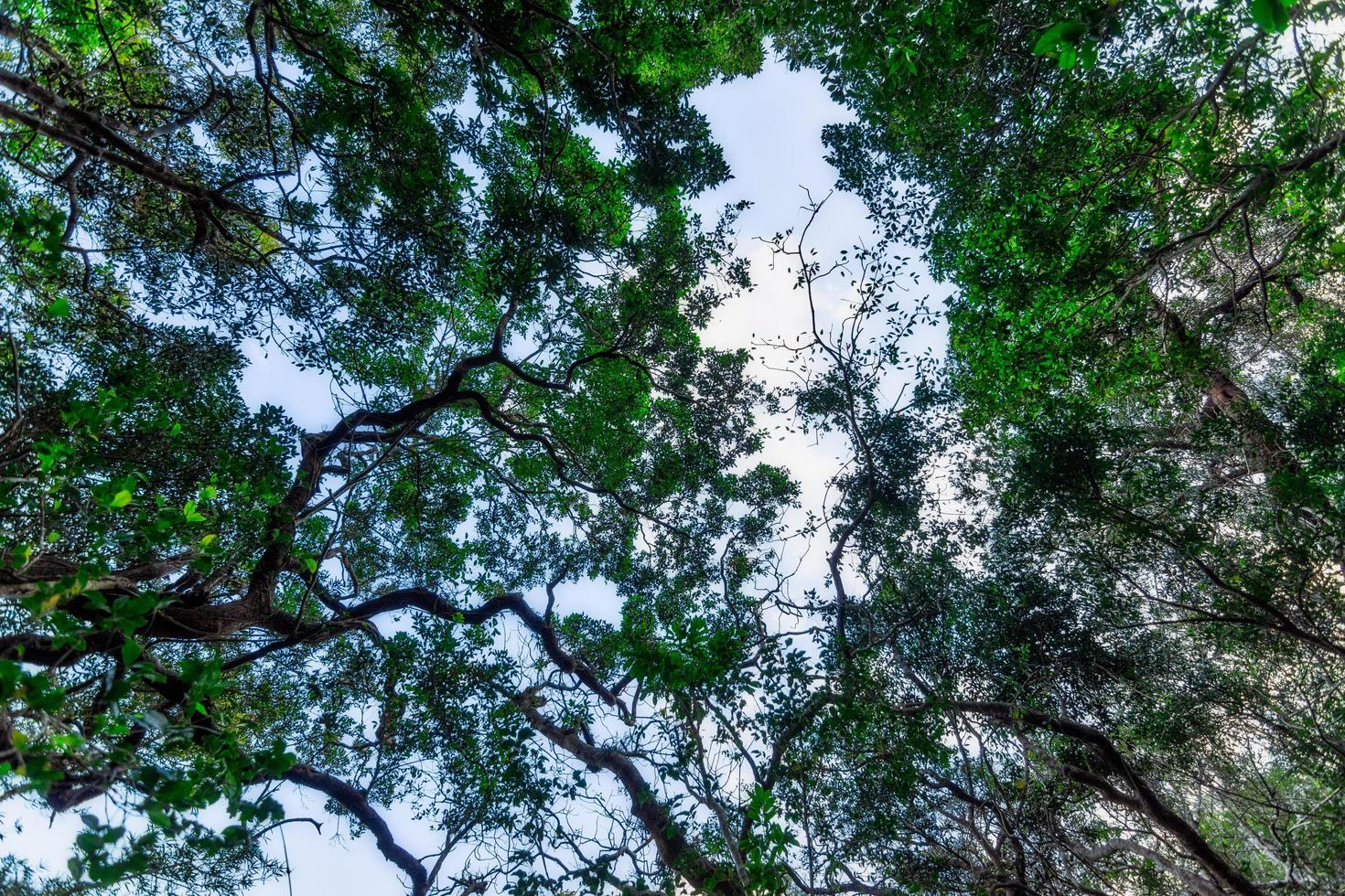 Trees in a tropical forest photo