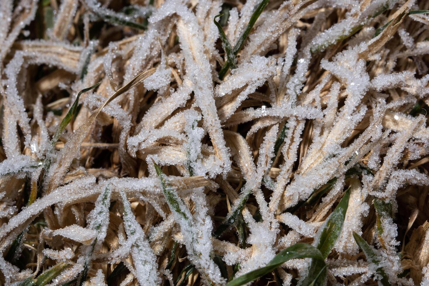 Ice on the grass photo