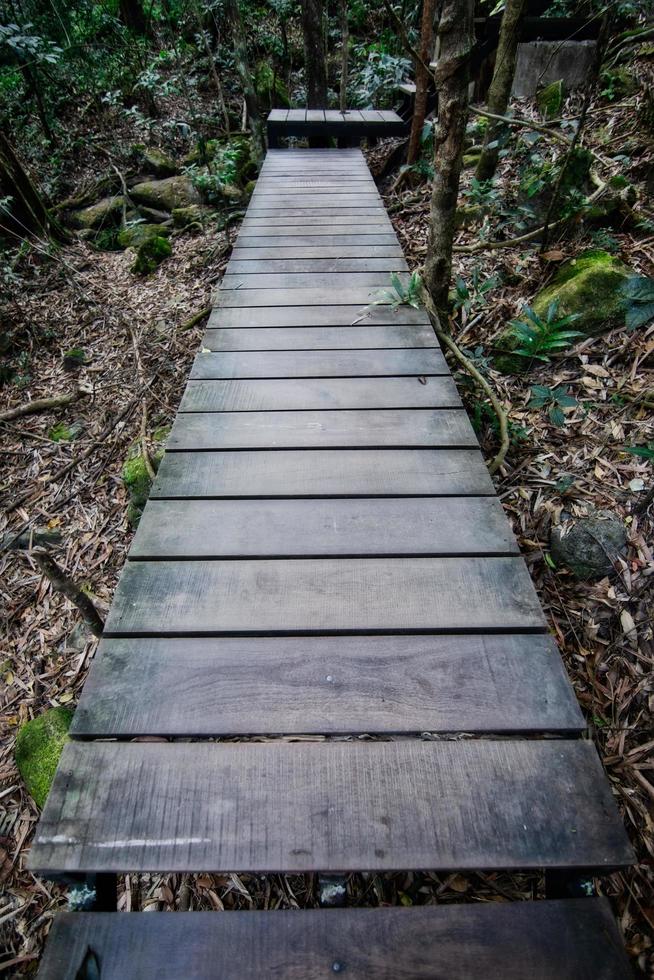 Wooden pathway in a forest photo