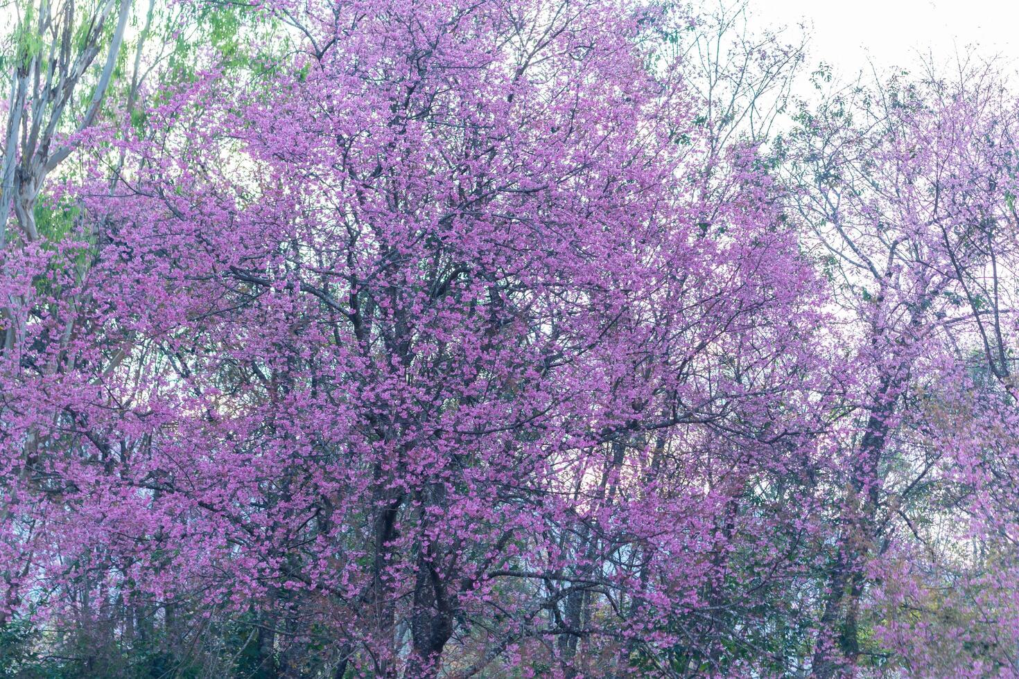 Prunus cerasoides flowers on the tree photo