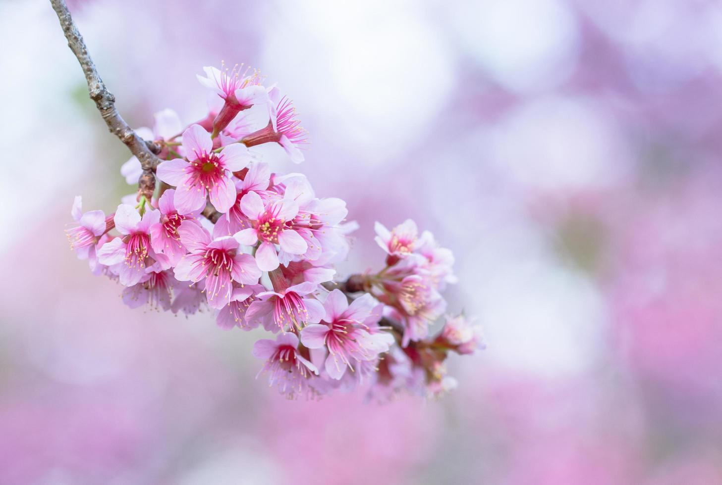 Prunus cerasoides flower, close-up photo