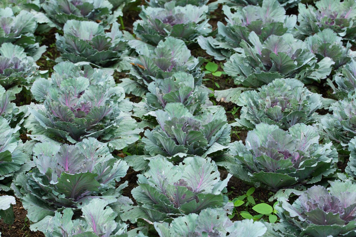 Long lived cabbage vegetable background photo