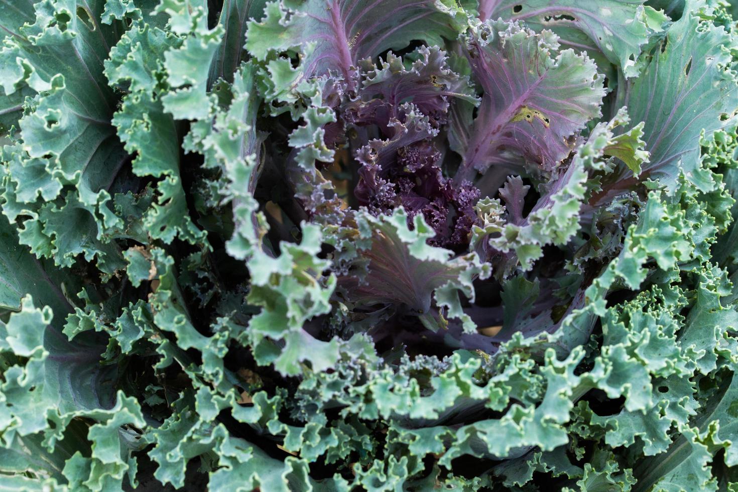 fondo vegetal de repollo de larga vida foto