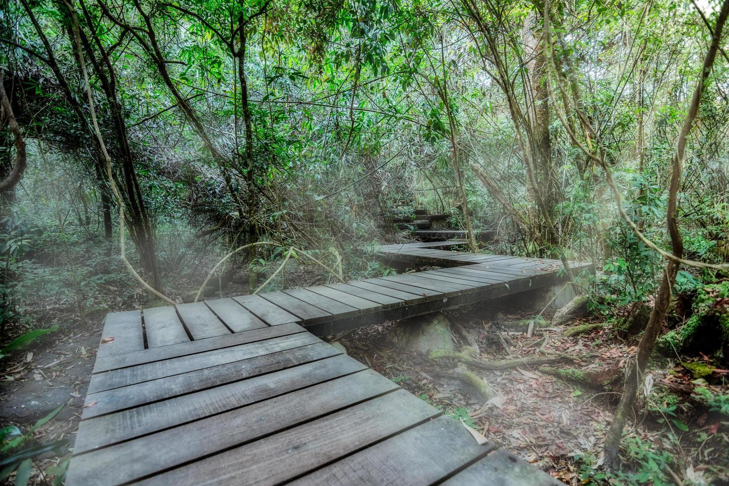 Wooden path in the forest photo